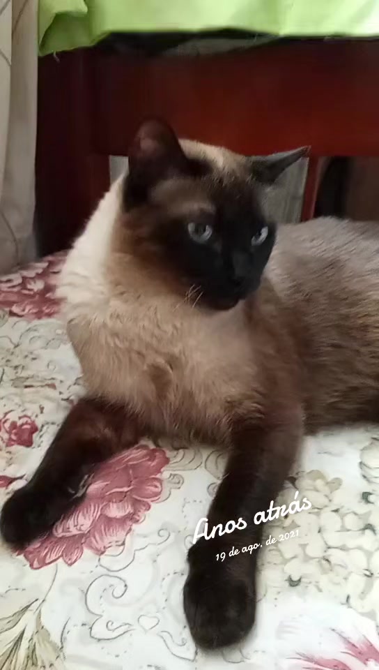 @O GATO ZEZÉ