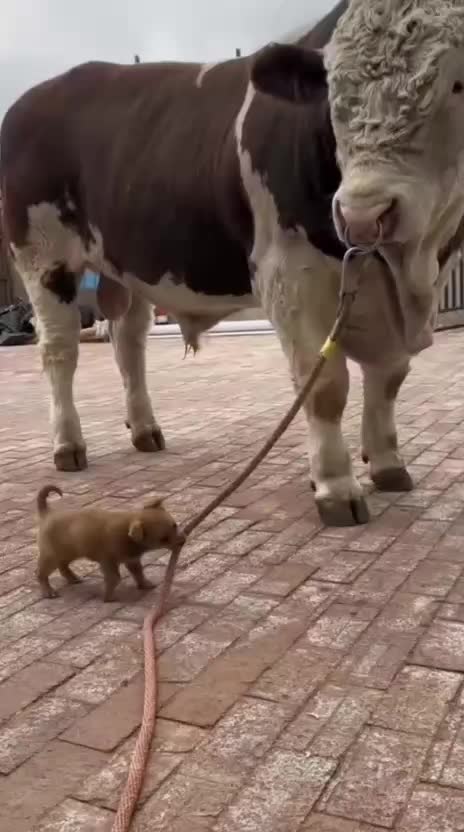 @Funny
