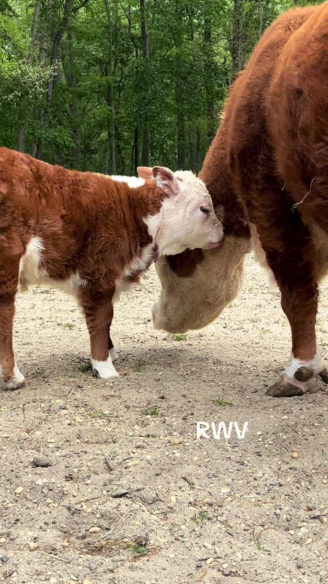 @RWV Land & Livestock