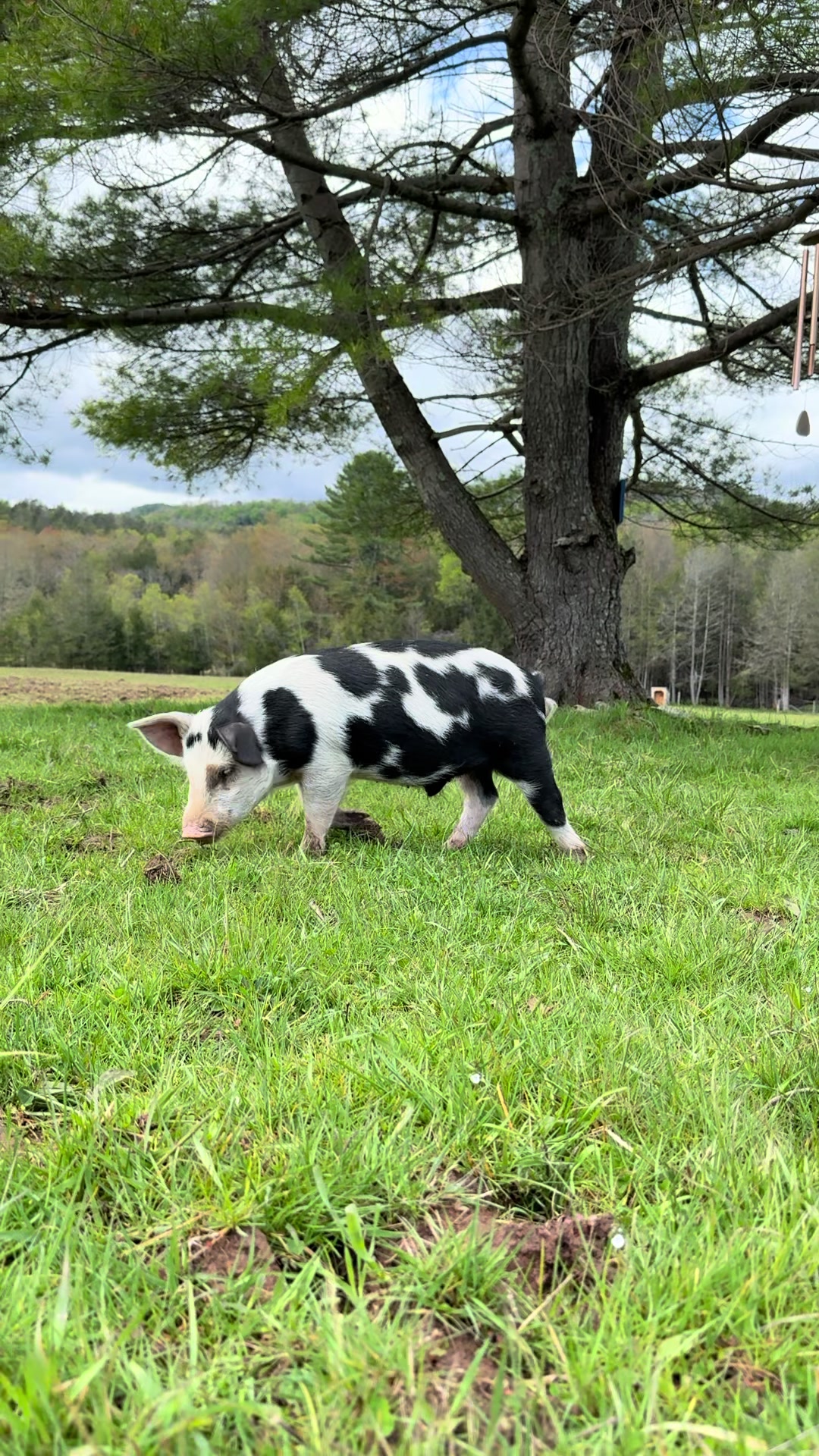 @Arthur&rsquo;s Acres