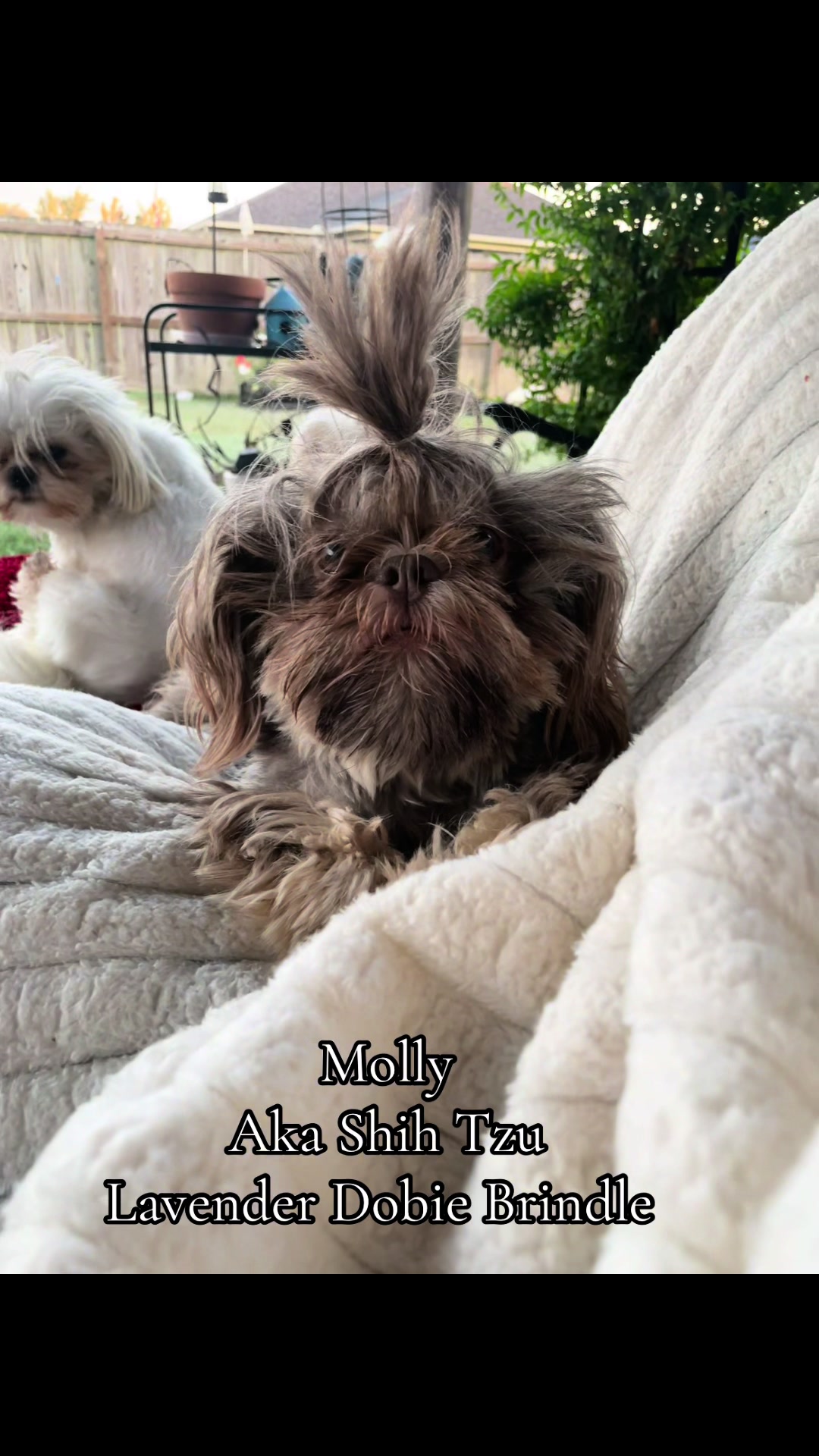 @Twilight Shih Tzu