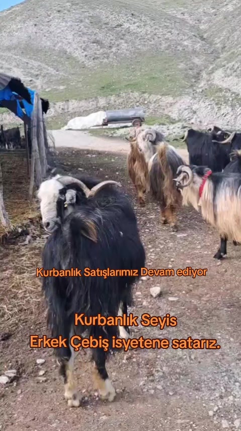 @✎﹏﹏𝐾𝑎𝑑𝑖𝑟 Ş𝑎ℎ&icirc;𝑛﹏﹏