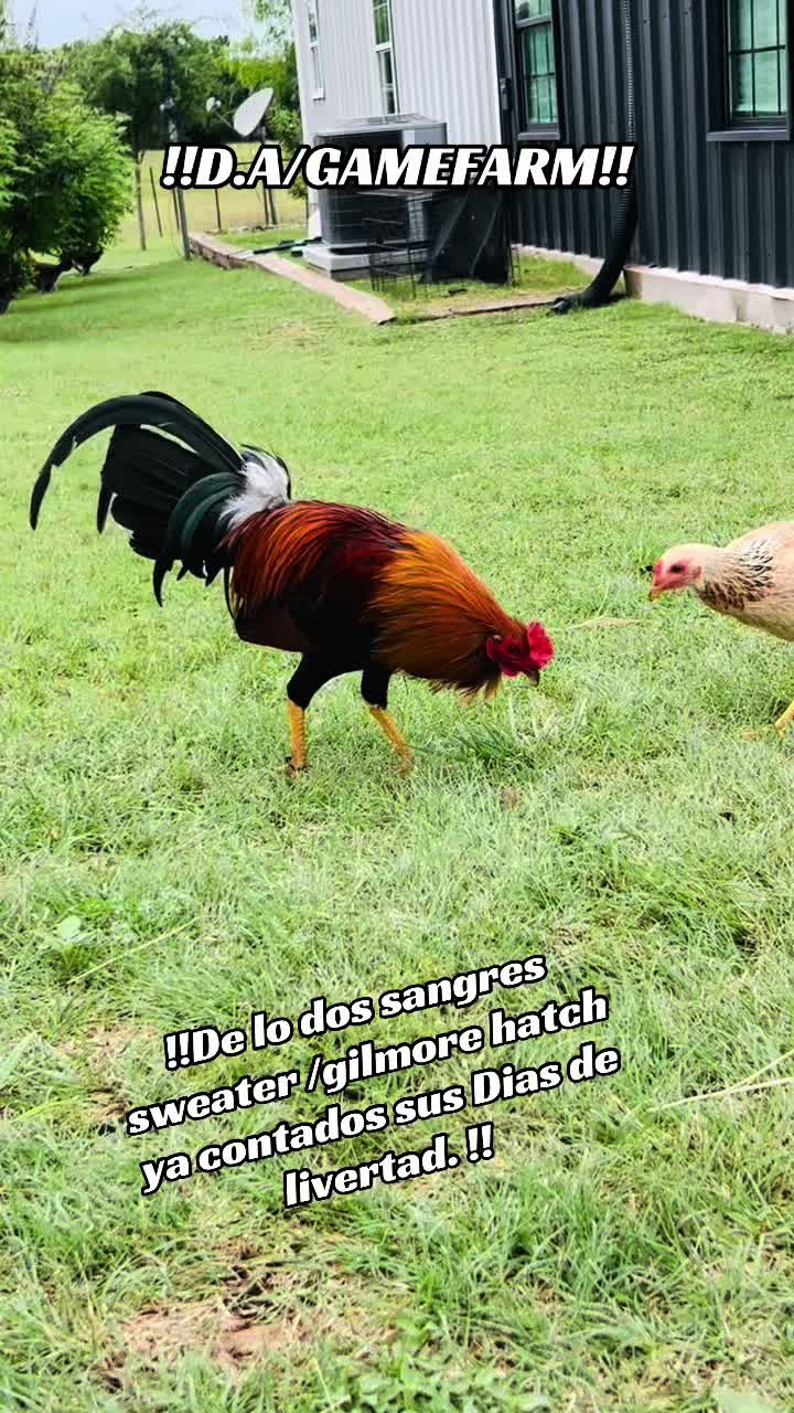 @DAgamefarm