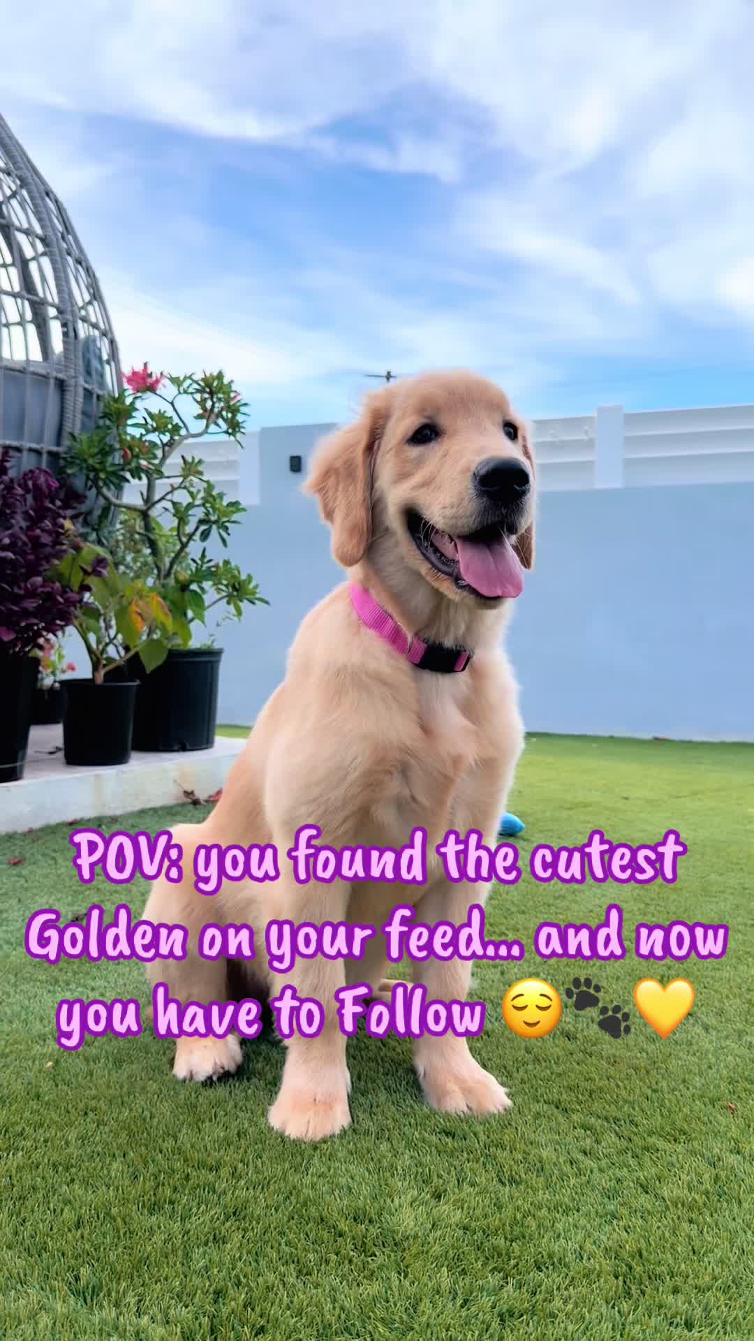 @thepawsisterspr