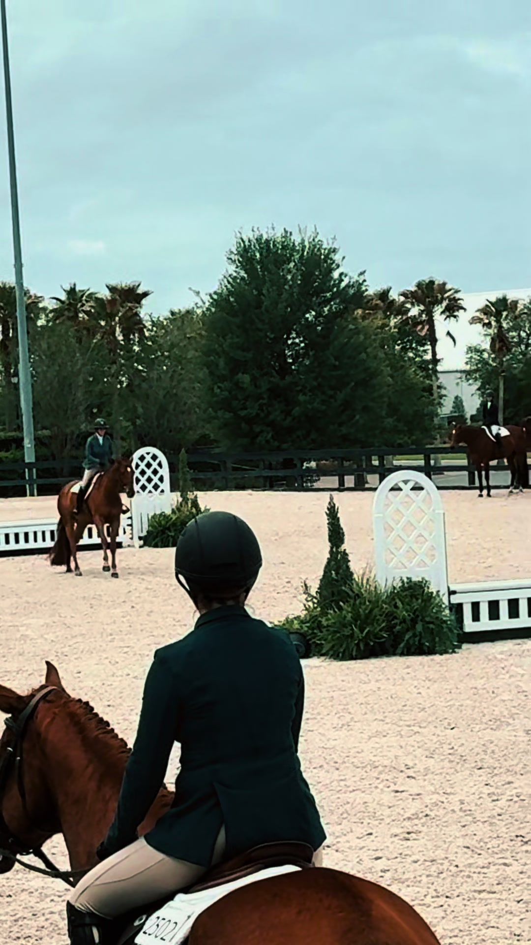 @Farley McLendon Show Horses