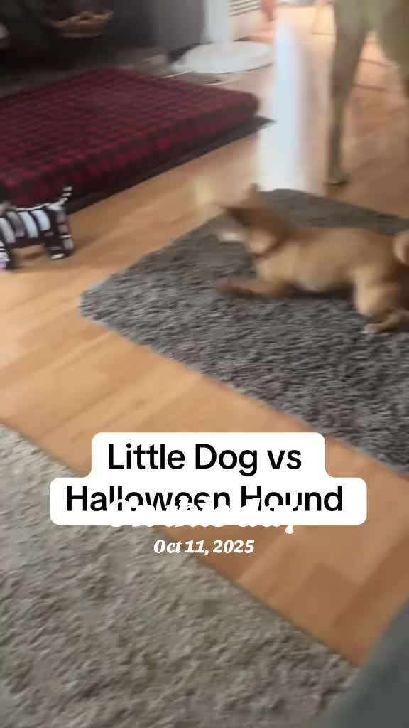 @LittleDog&Bogie