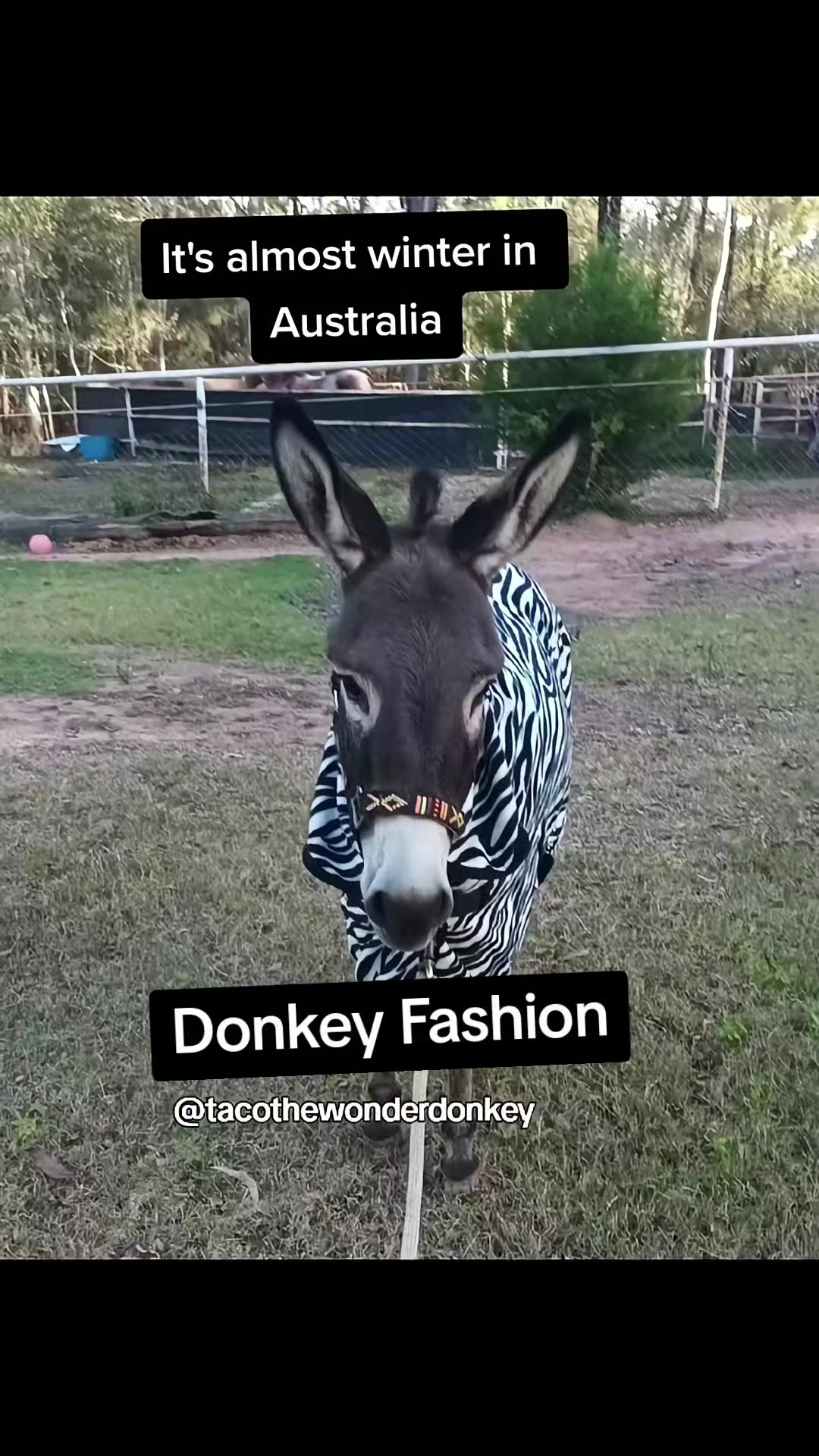 @Tacothewonderdonkey