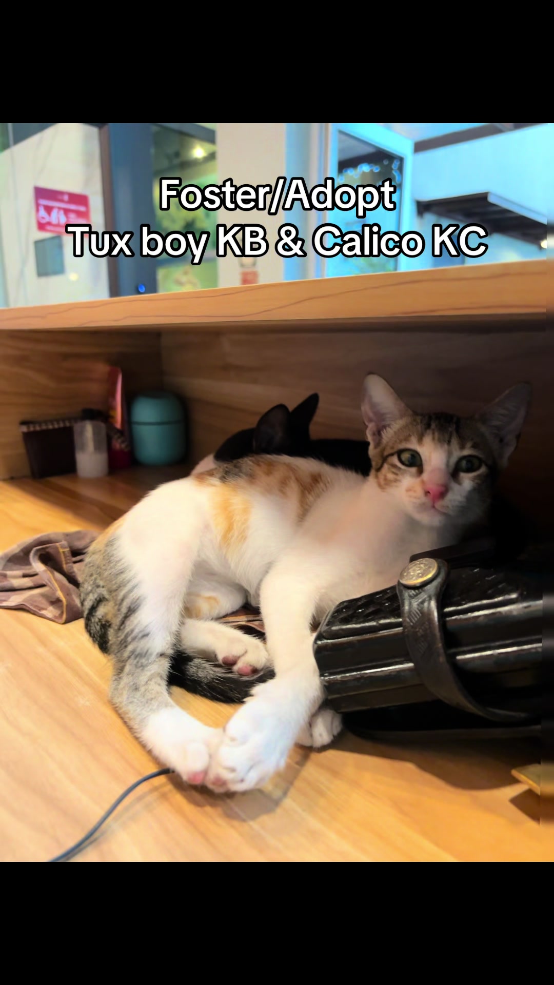@Cats of BGC
