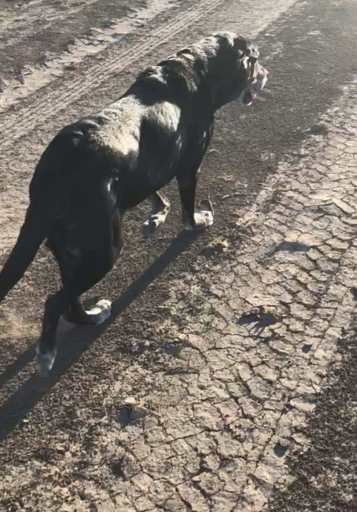 @K9 Dina
