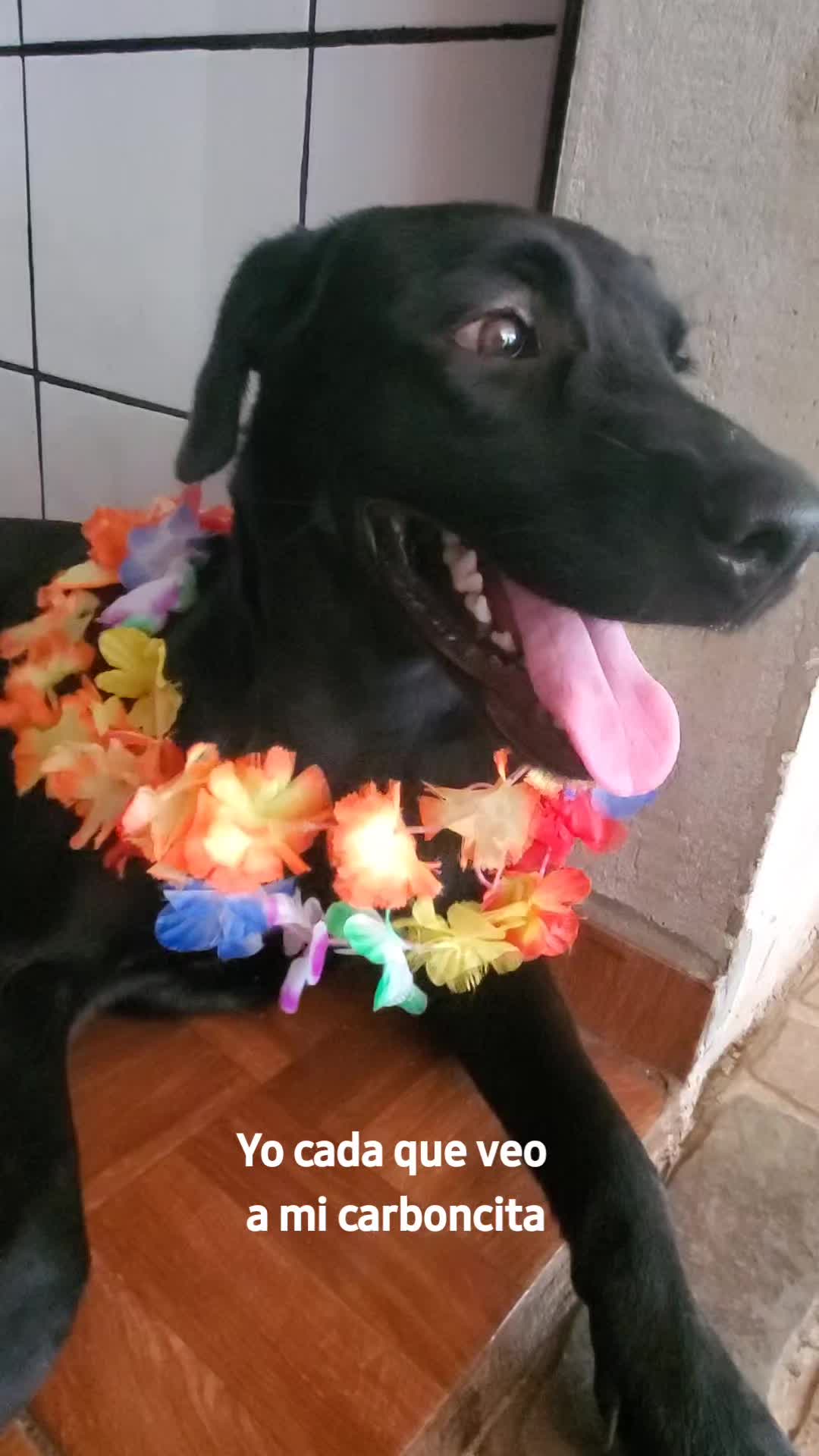 @Soy Sasha🐶
