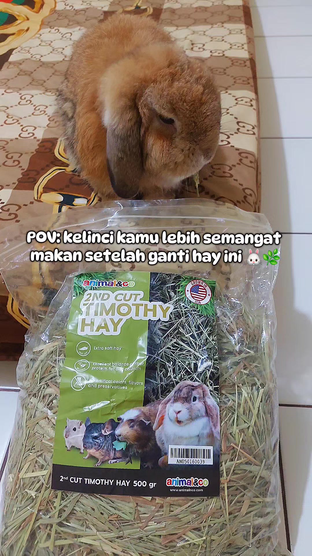 @Zada The Bunny