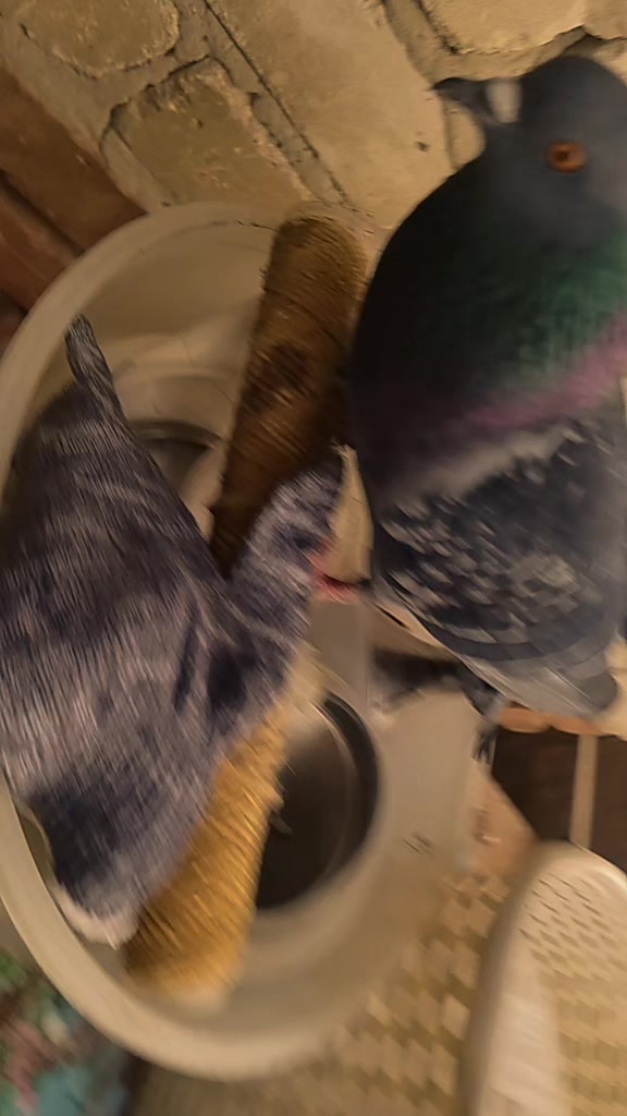 @꧁𓃗КОННИЦА𓃗꧂