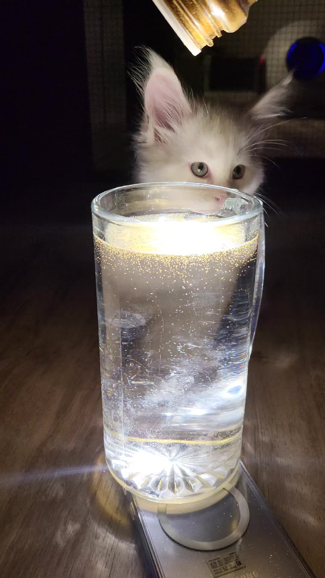@Paw Palace Maine Coon