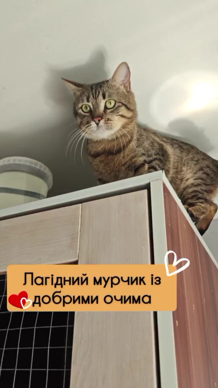 @КотоДім Cat House