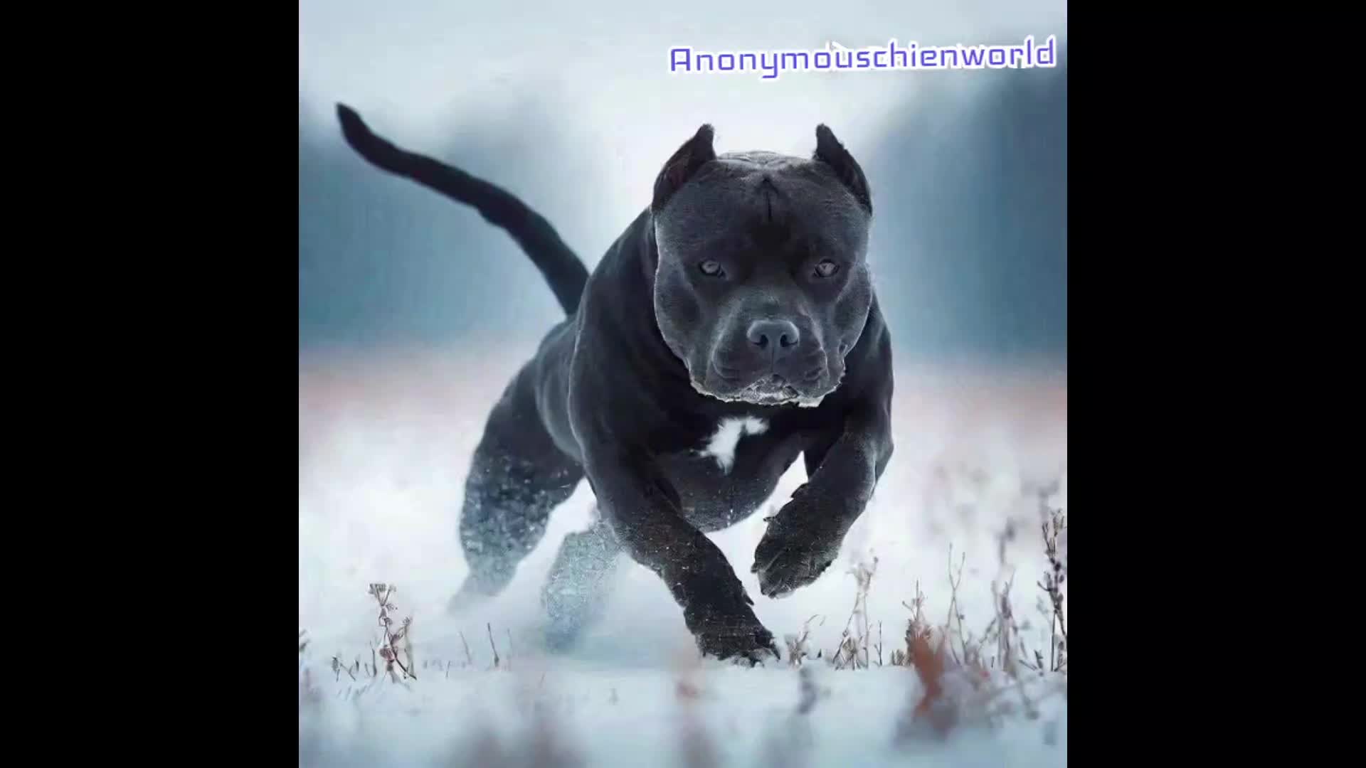 @Anonymouschienworld
