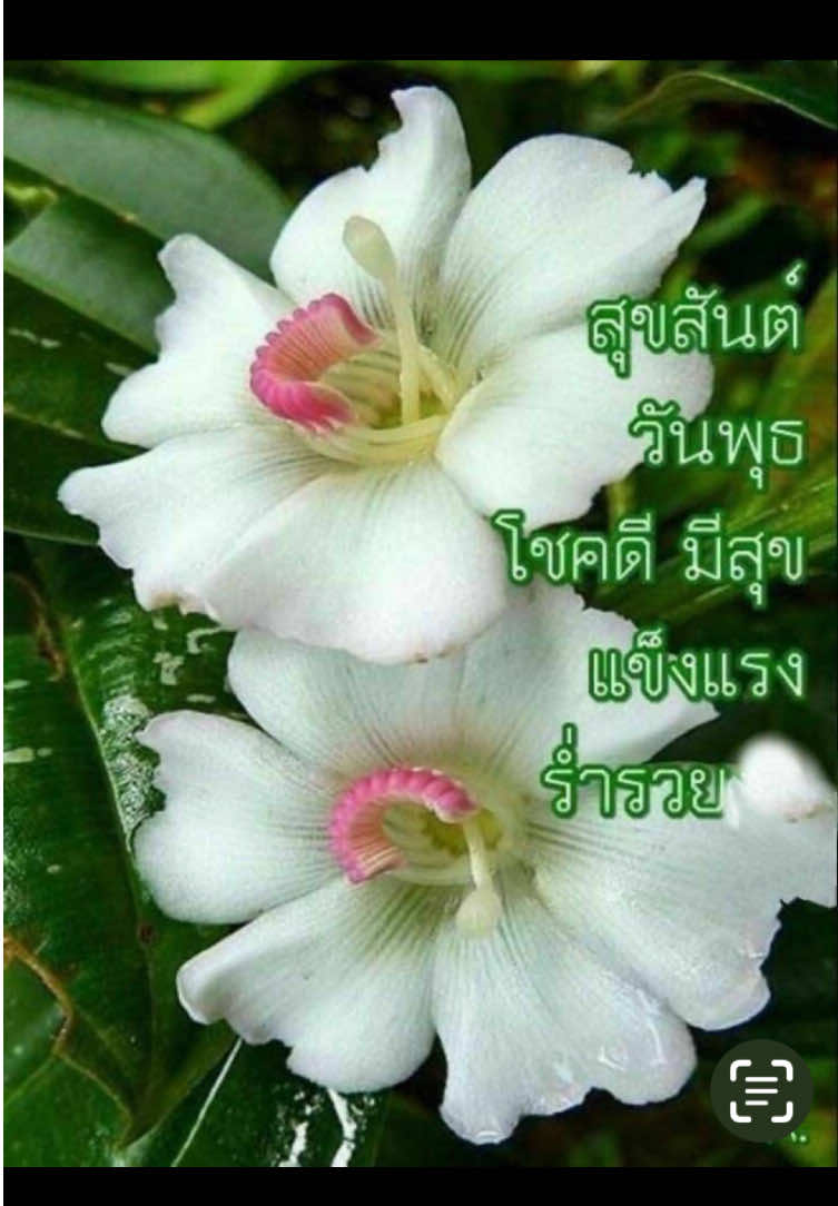 @sonthaya6595