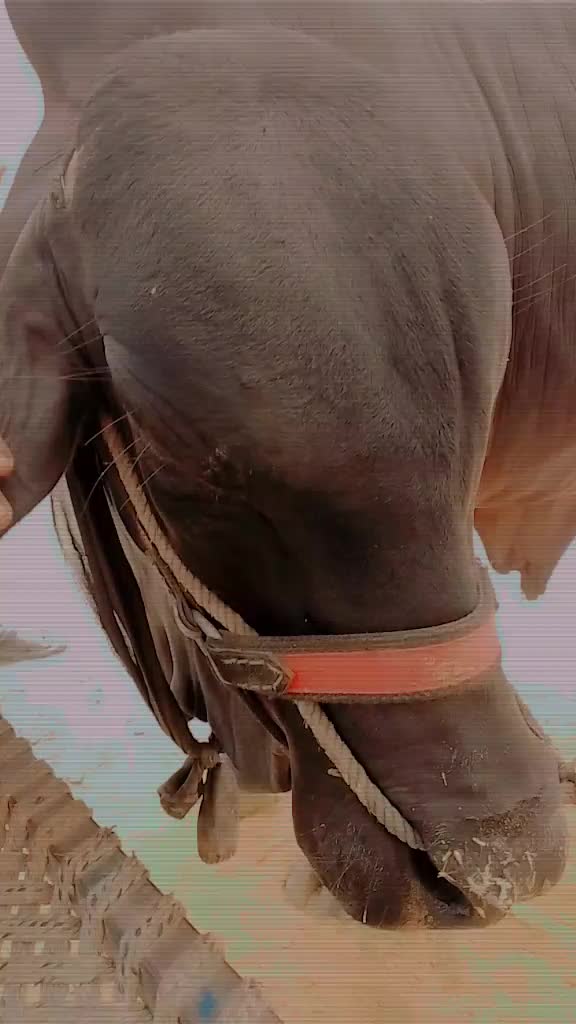 @Raza