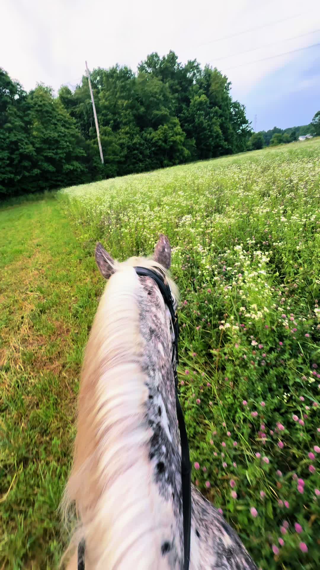 @Free Spirit Equestrian