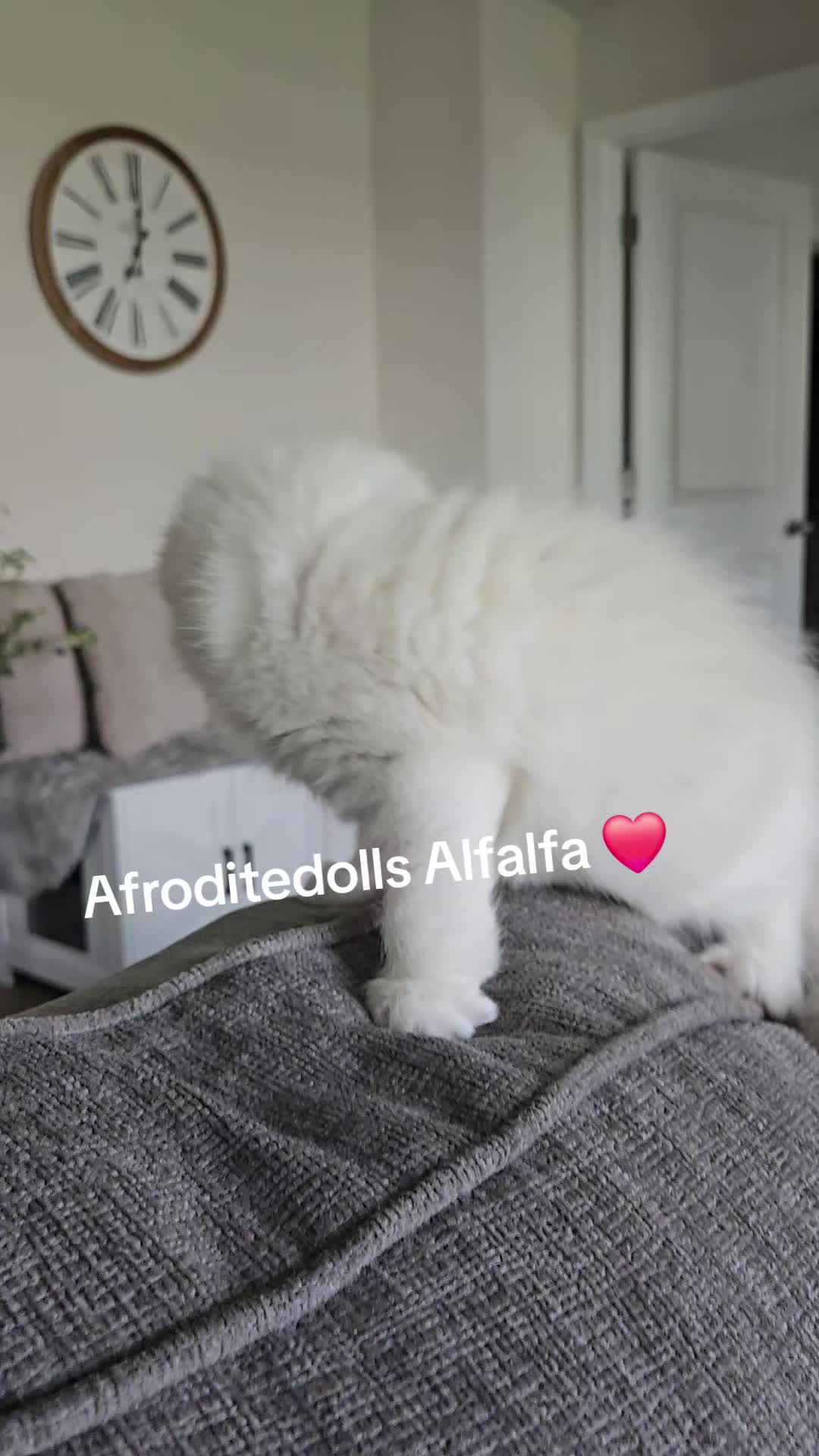 @AfroditeRagdolls💖