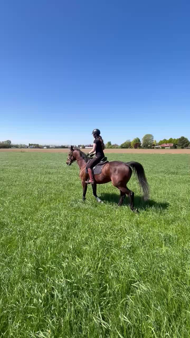 @Elegantia Horses