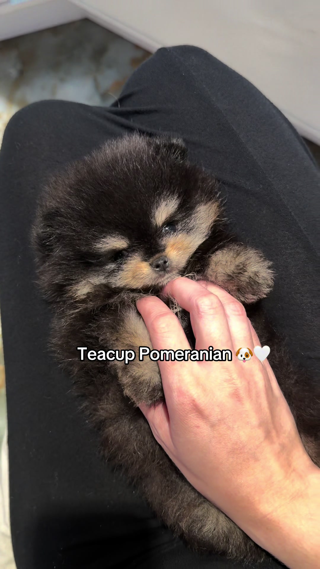 @TeaCups, Puppies & Boutique &reg;️