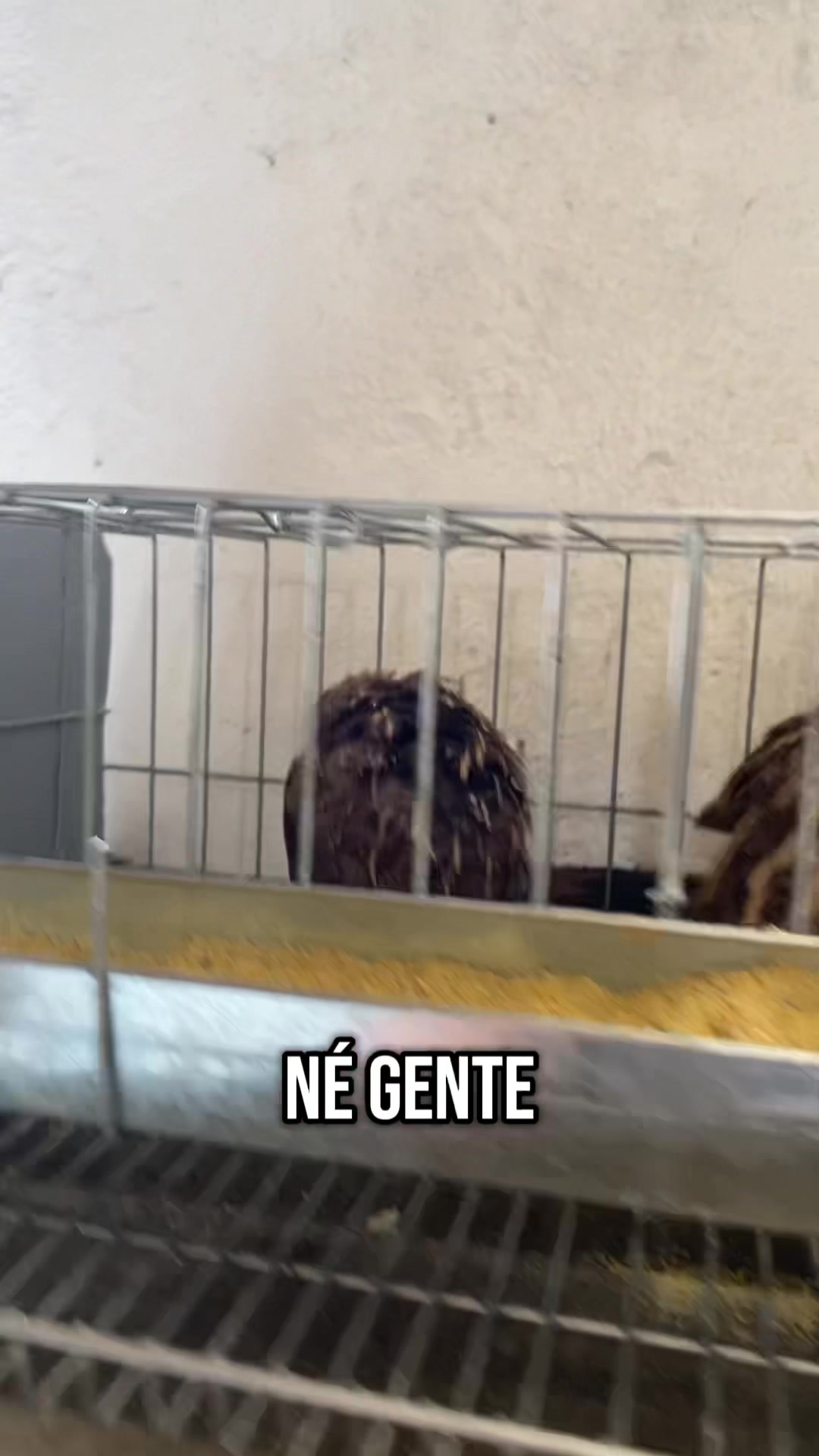 @gordimvideos