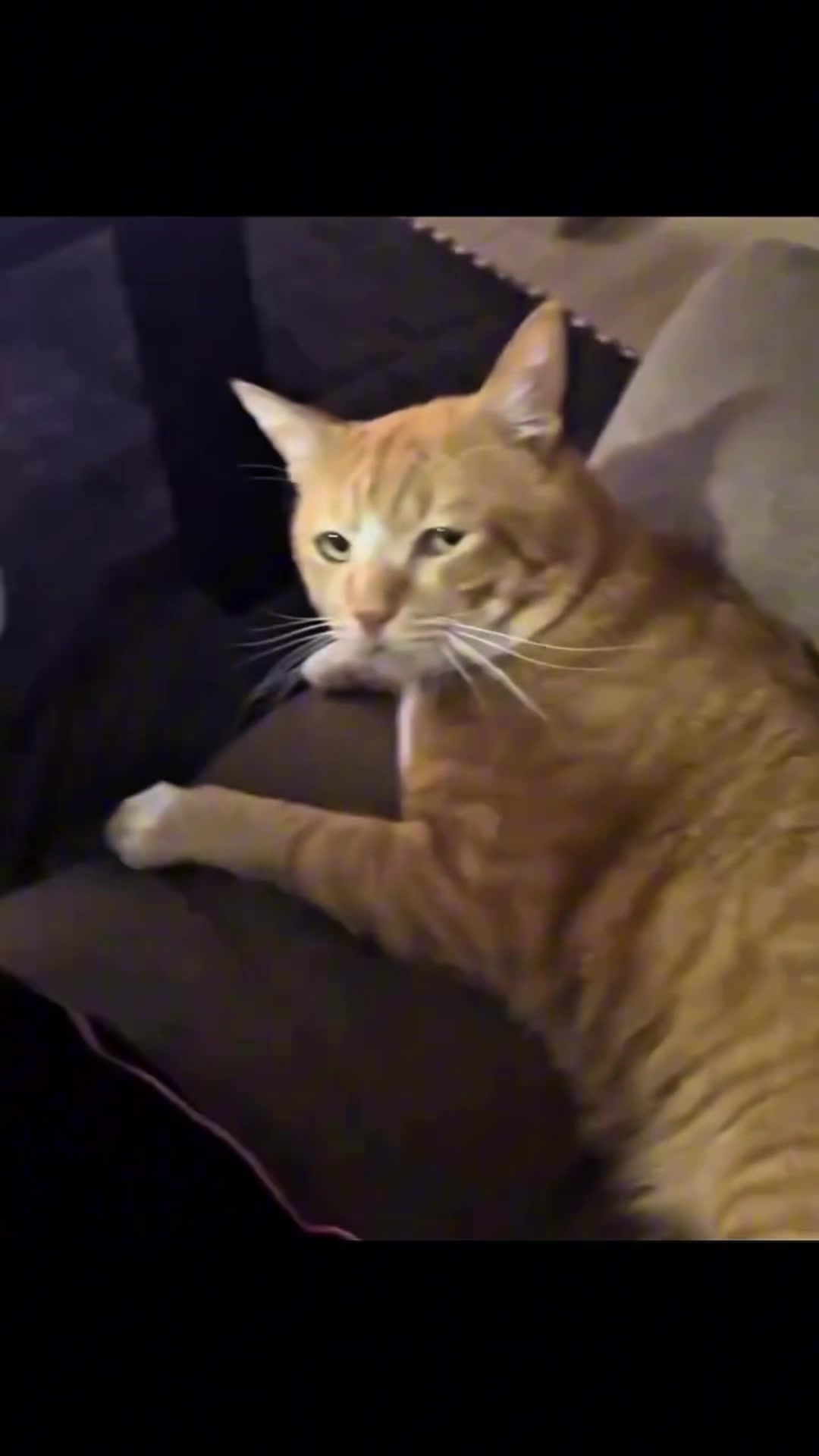 @dailycats03