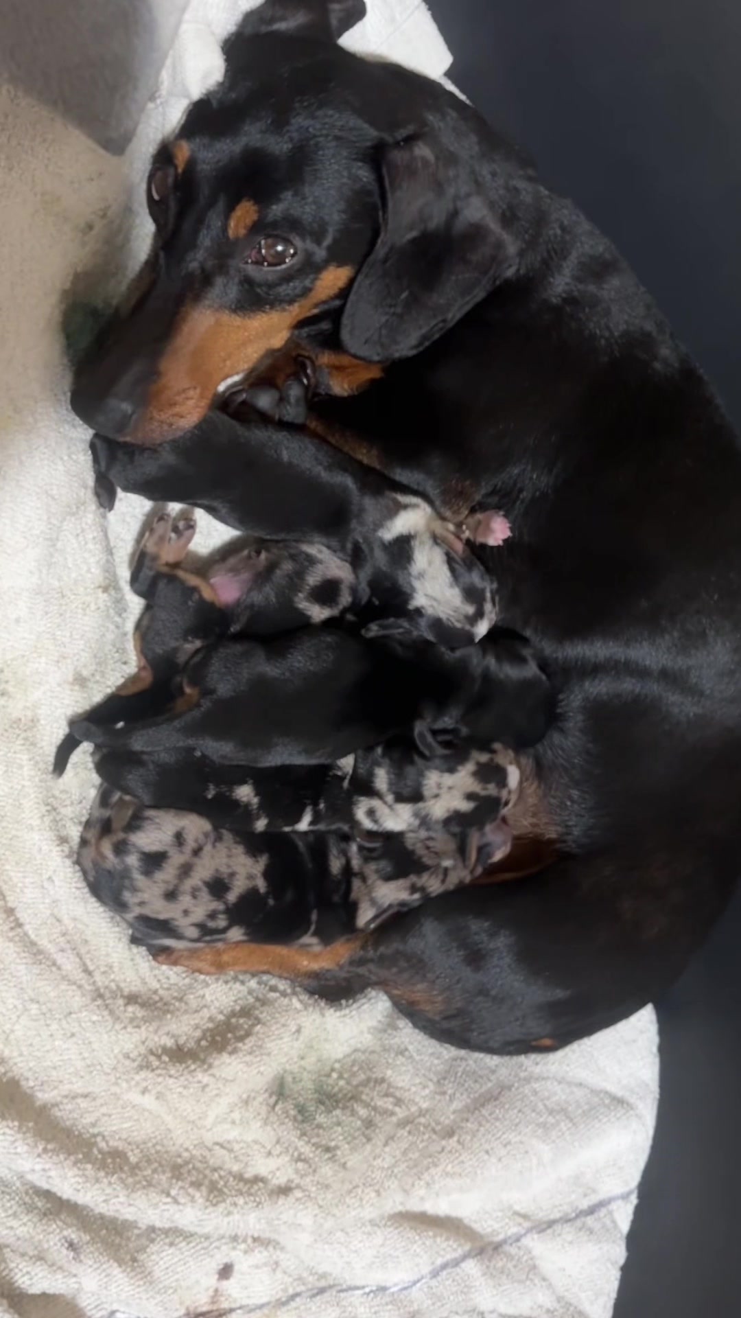 @The Dachshund House
