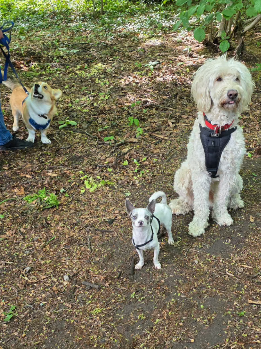 @Jerry_Coby_Chihuahua