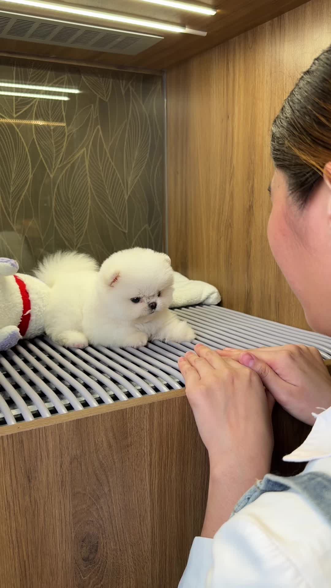 @JC Dog Republic