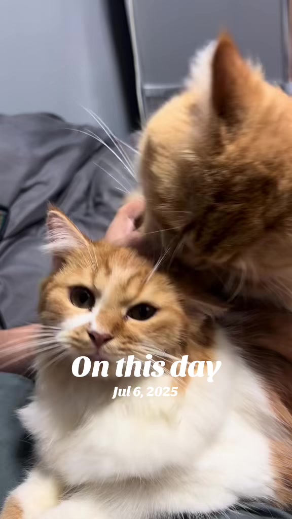 @TheCatFather