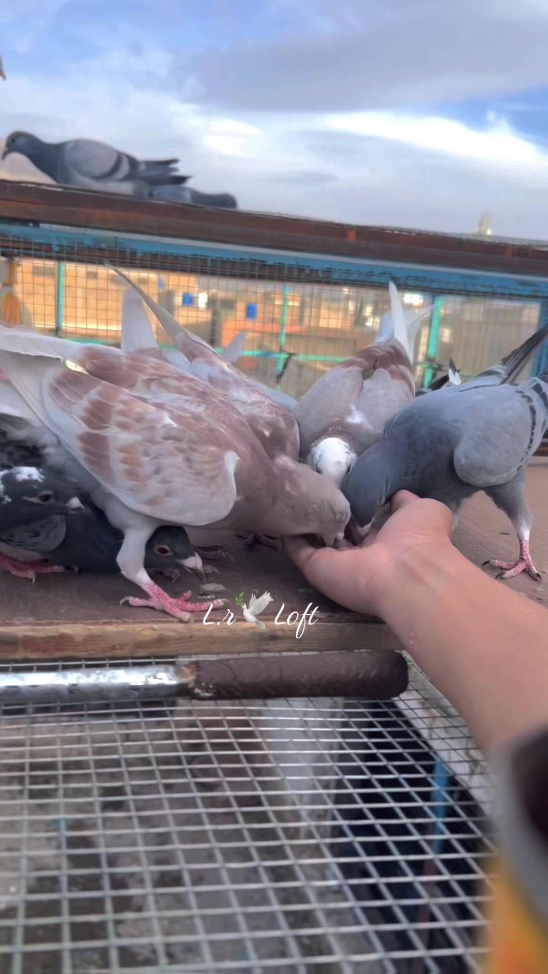 @🕊️L.R .Loft.Q.z.Meer&rsquo;s.Loft🦅