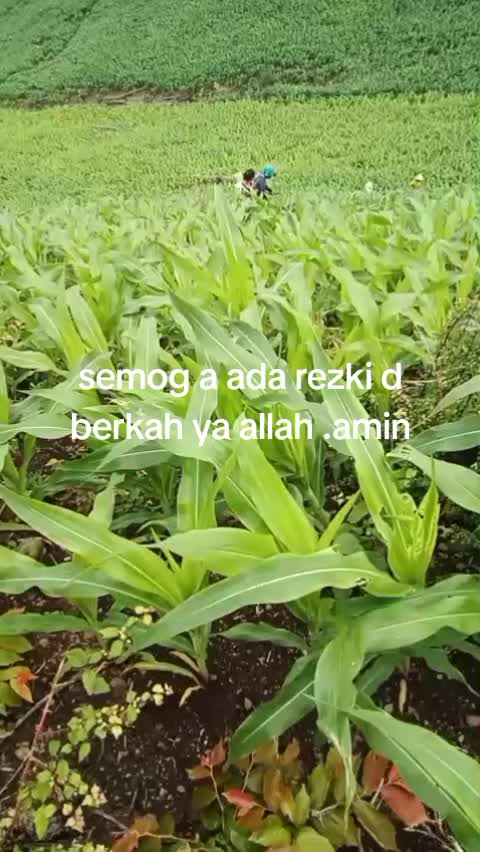 @amiRaaaa