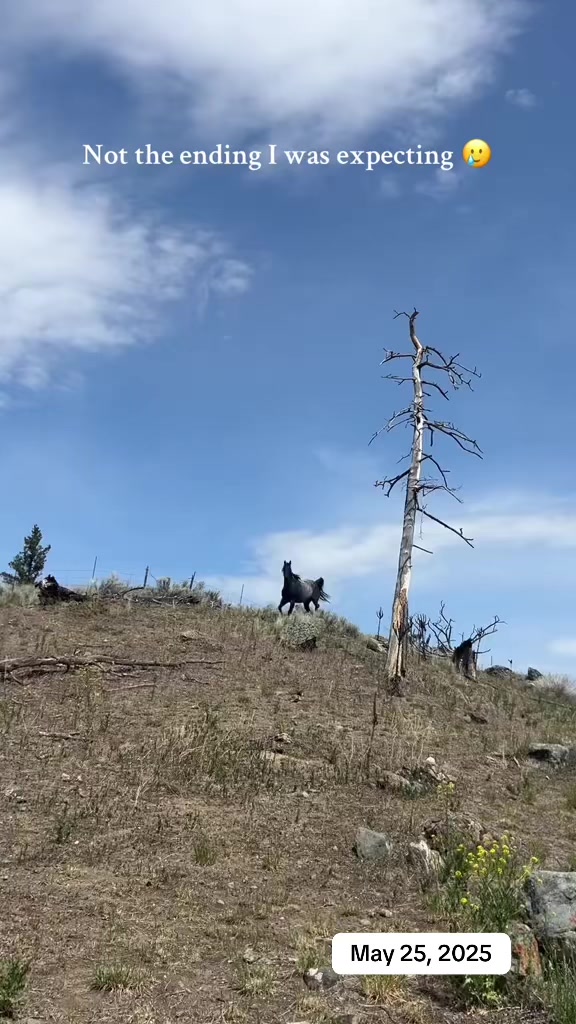 @Rudnik the Roan