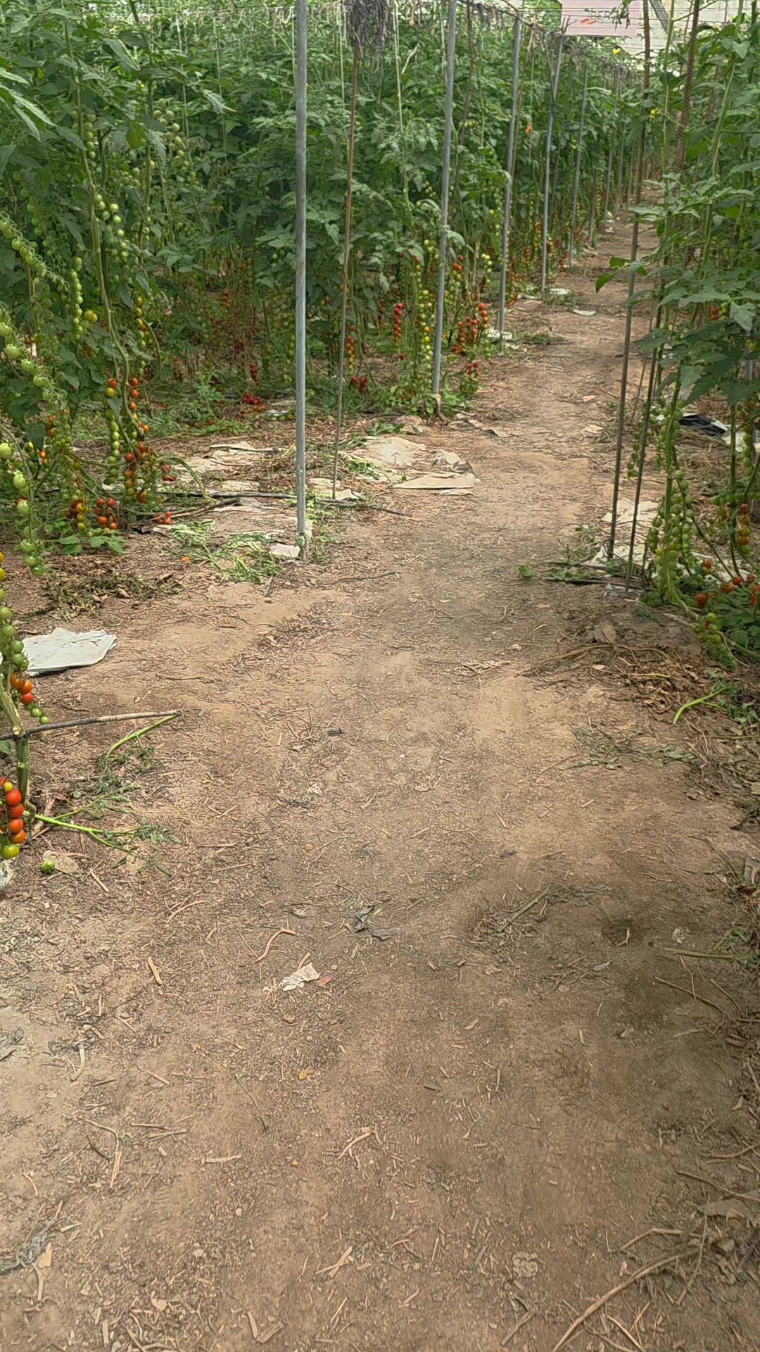 @El Extensionista del Agro