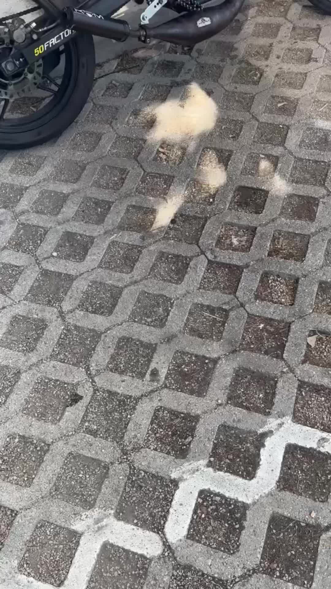 @🦇