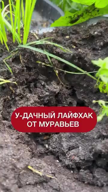 @dom_rustaevy