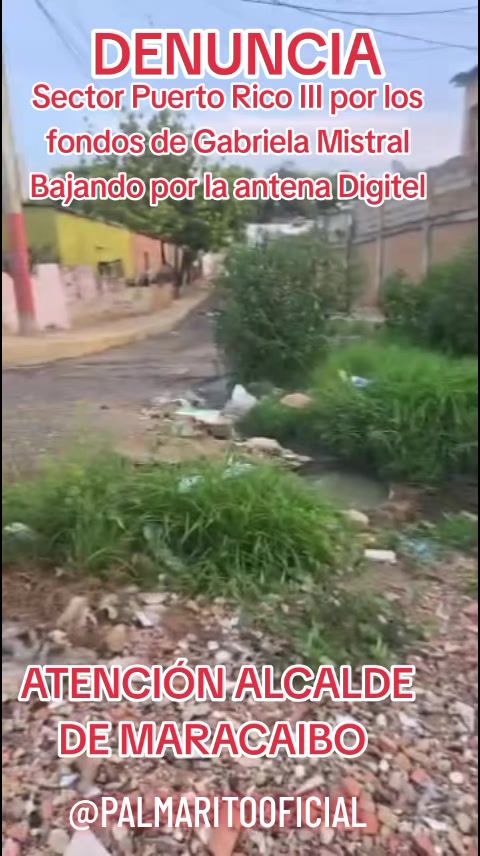 @PALMARITOOFICIAL 🌵