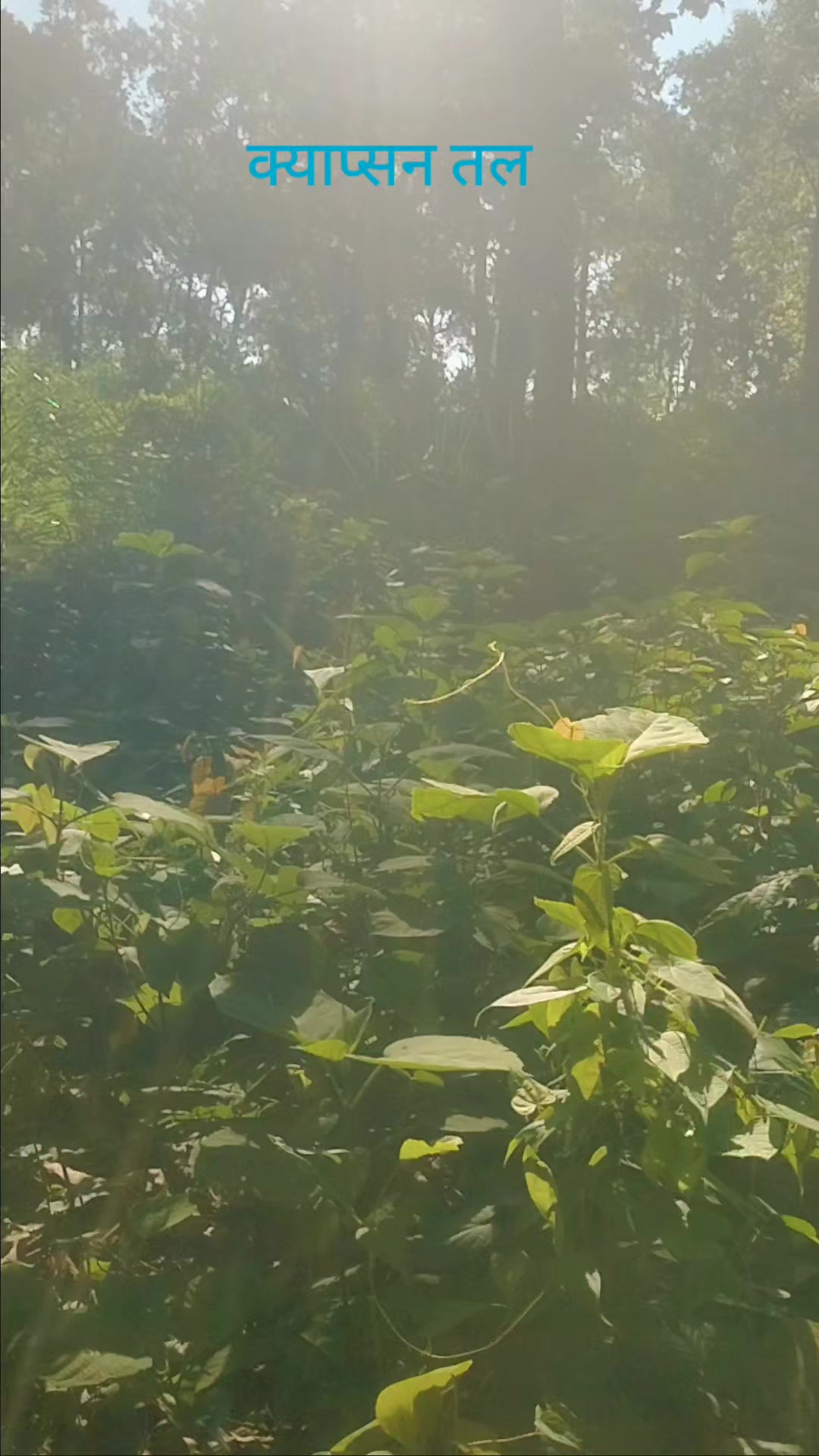 @बासु कोइराला (Basu Koirala)