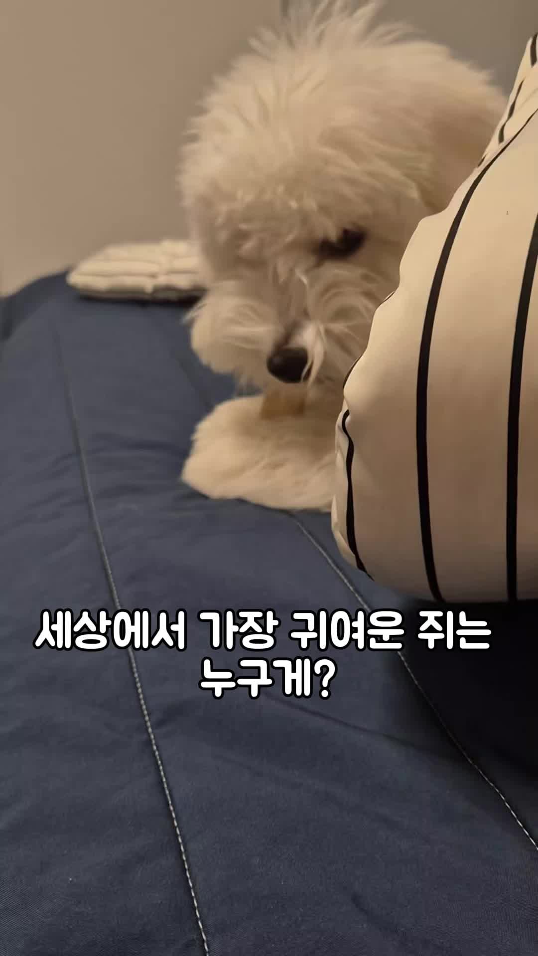 @꼬똥로리