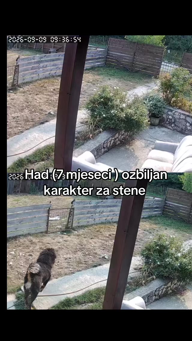 @Golden Wolf