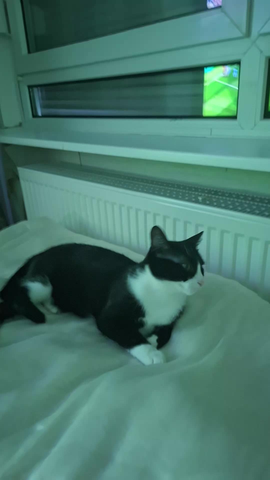 @lilythecat