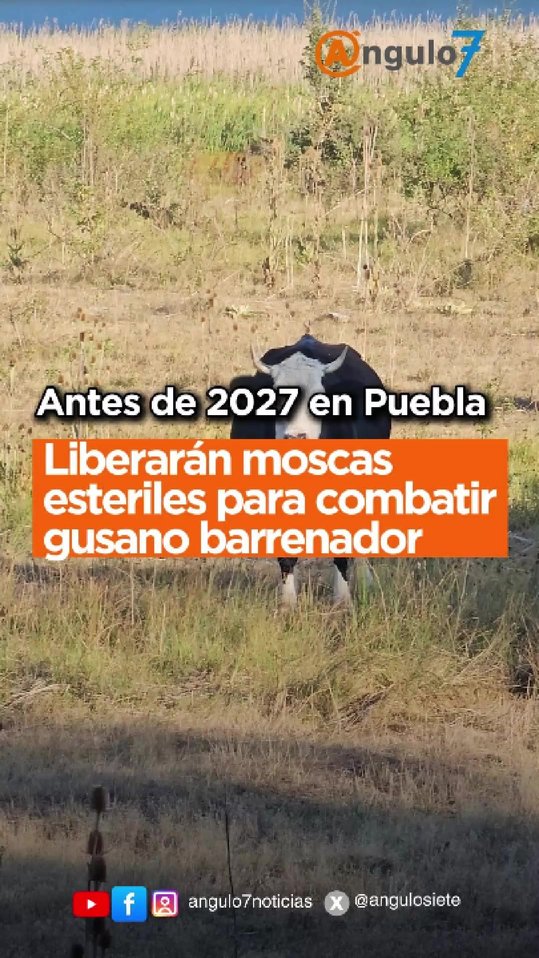 @Ángulo7 | Periodismo | Puebla