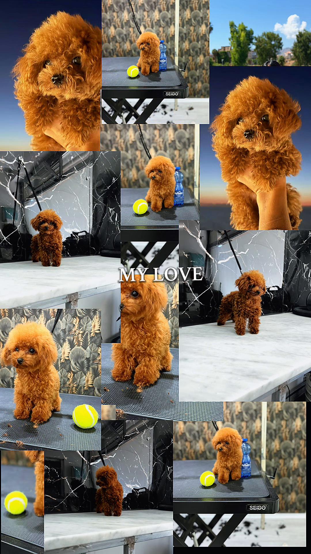 @Il mondo di Toby e Ulisse 🐩