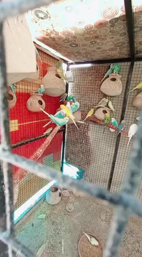 @ROYAL BIRD US