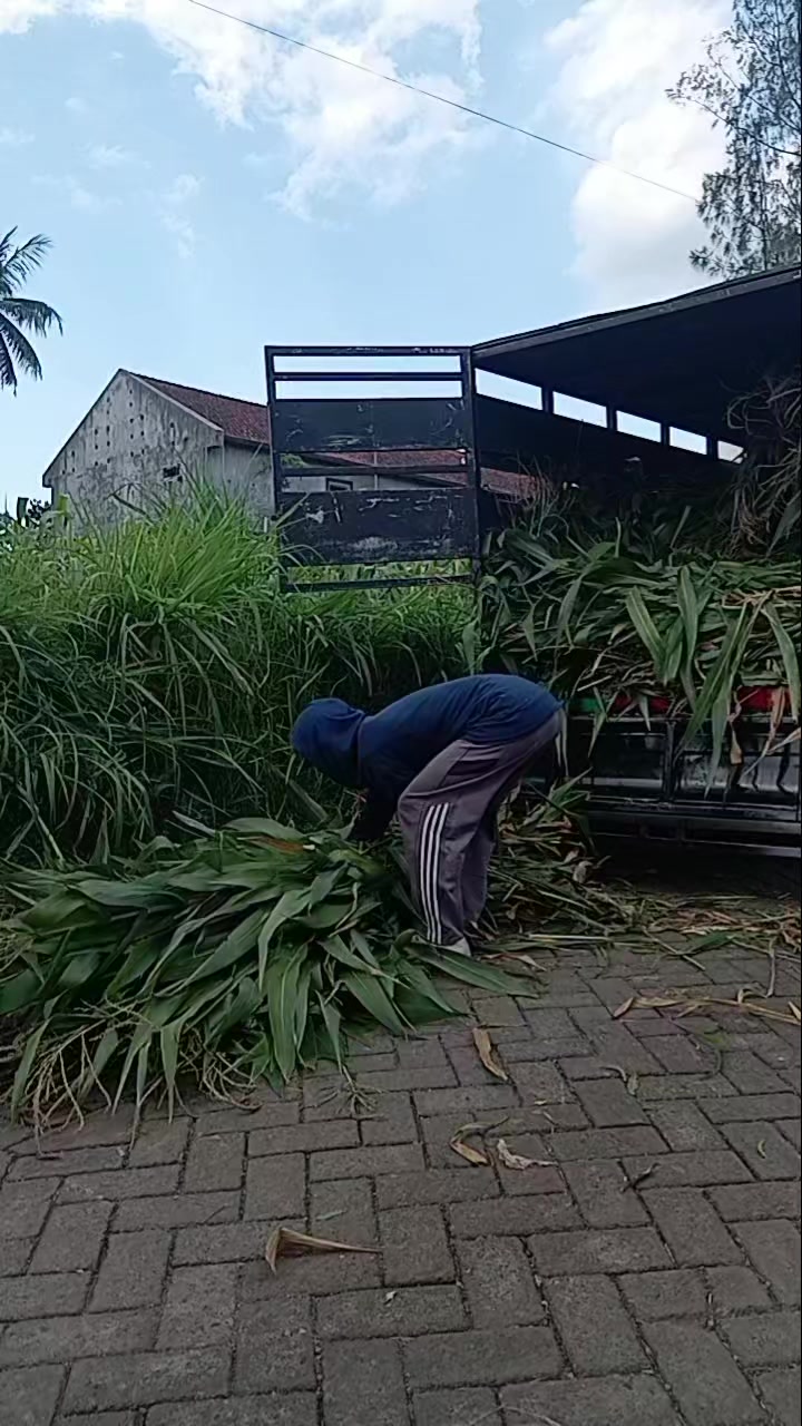 @SDM sarang Domba mayang