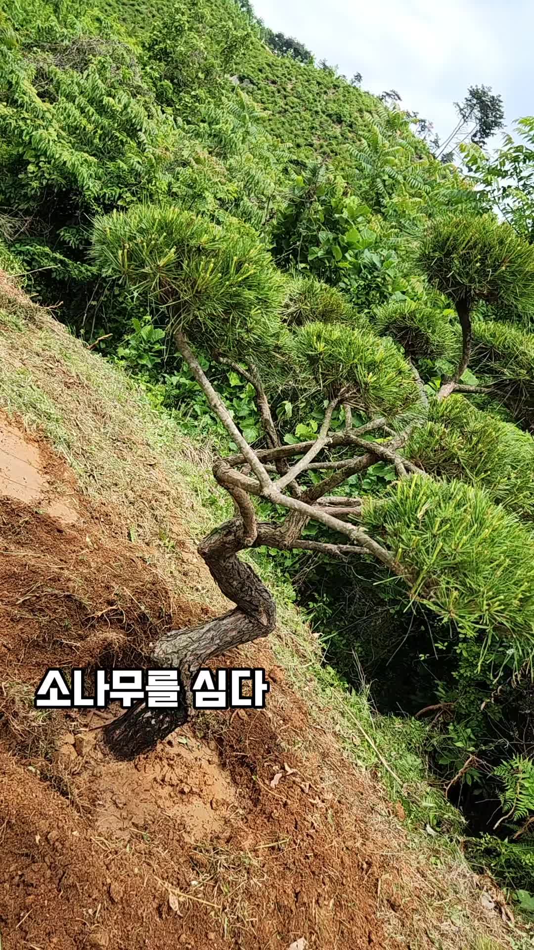 @김 새로이