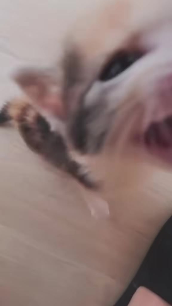 @catbosssss