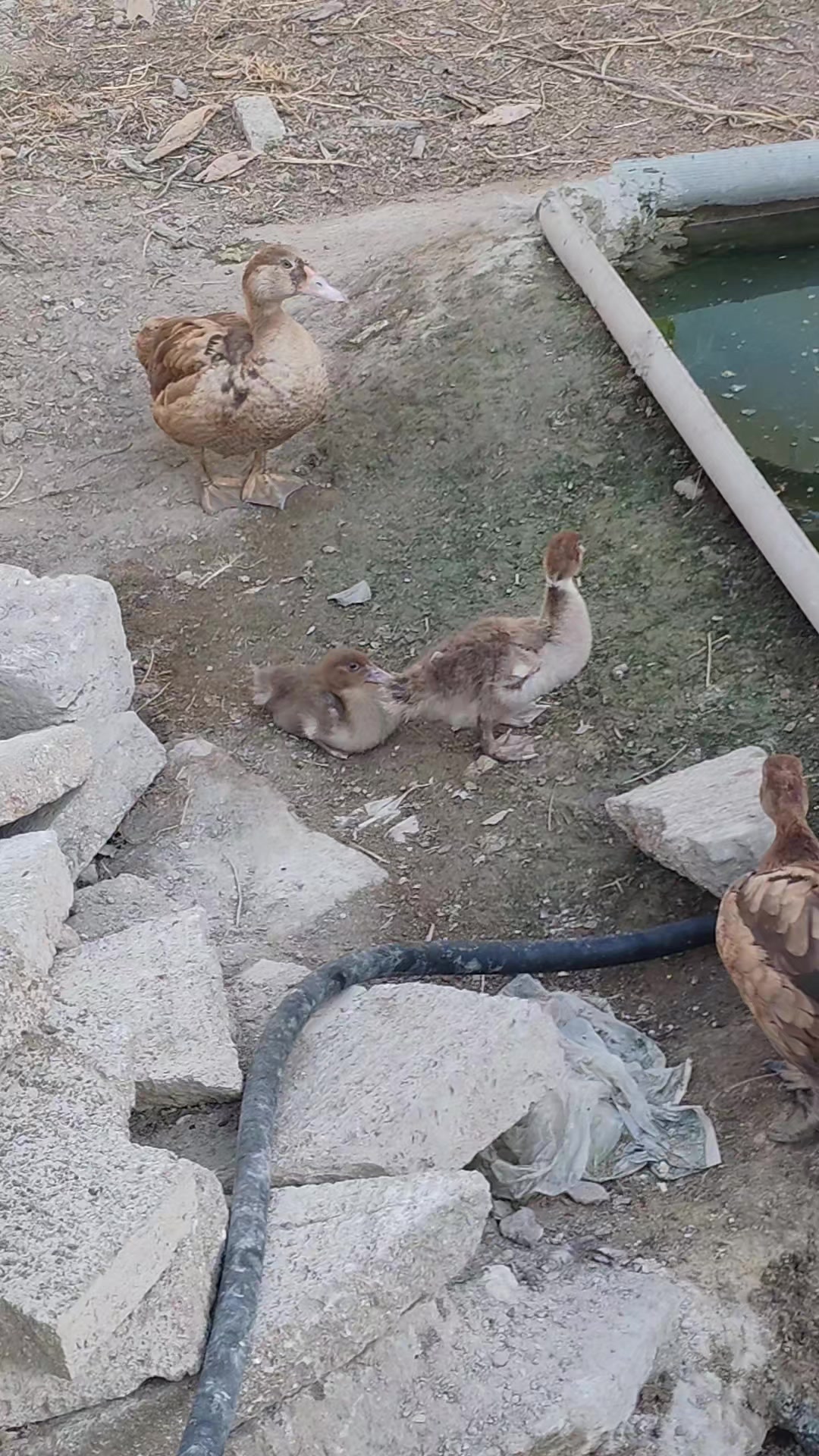 @MAŞTAĞA_QUŞCULUĞ