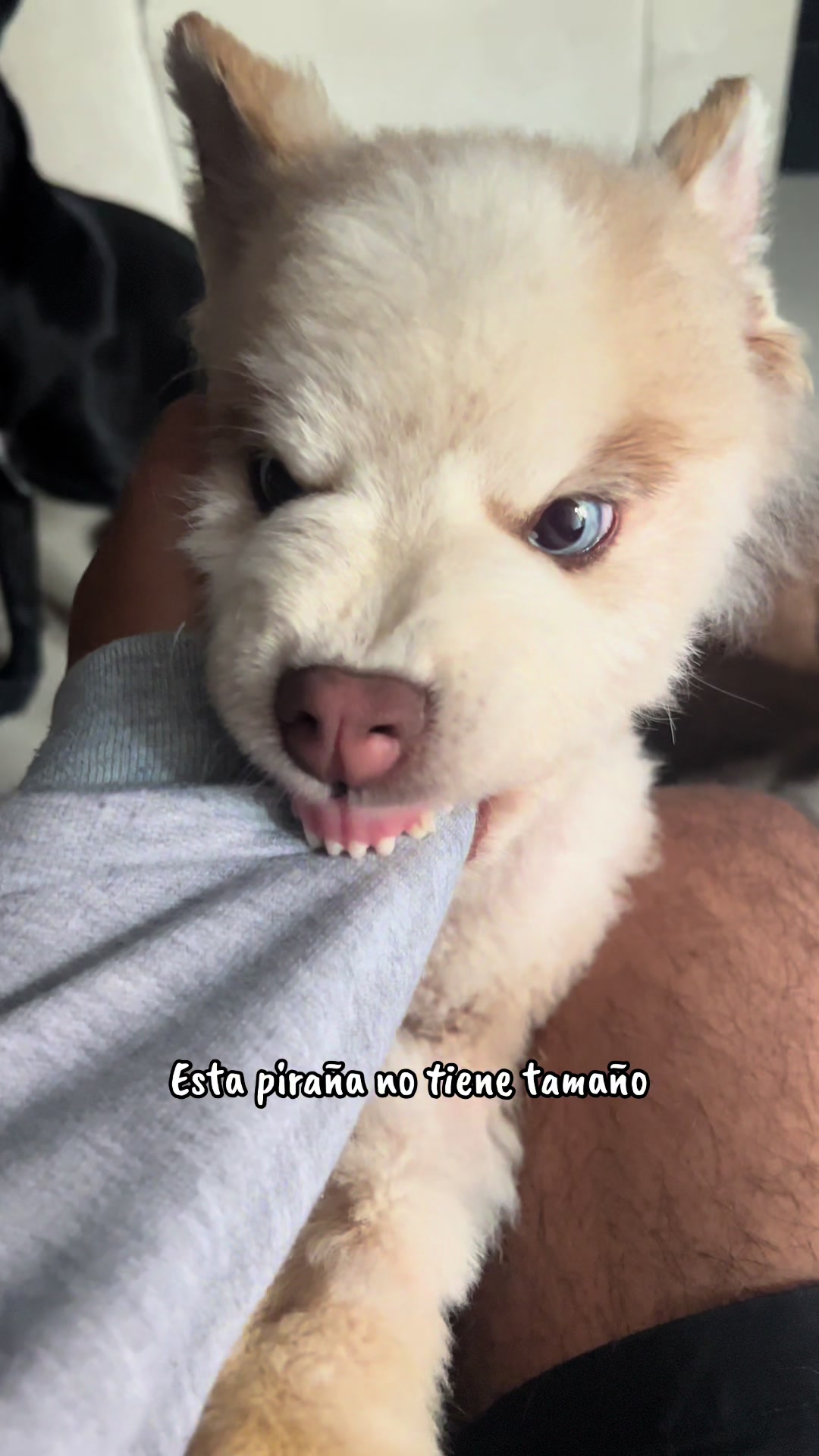 @🐺MiFamiliadehuskies🐾